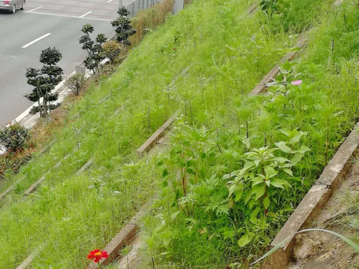 秸秆生态护坡毯